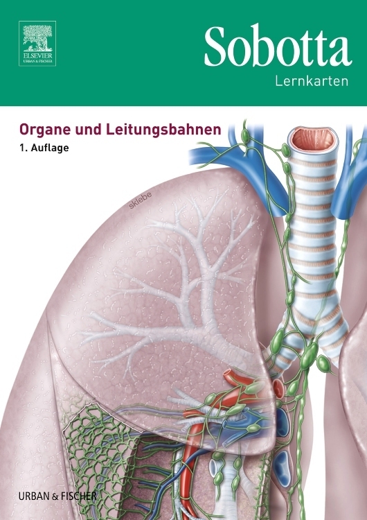 Organe und Leitungsbahnen, Lernkarten