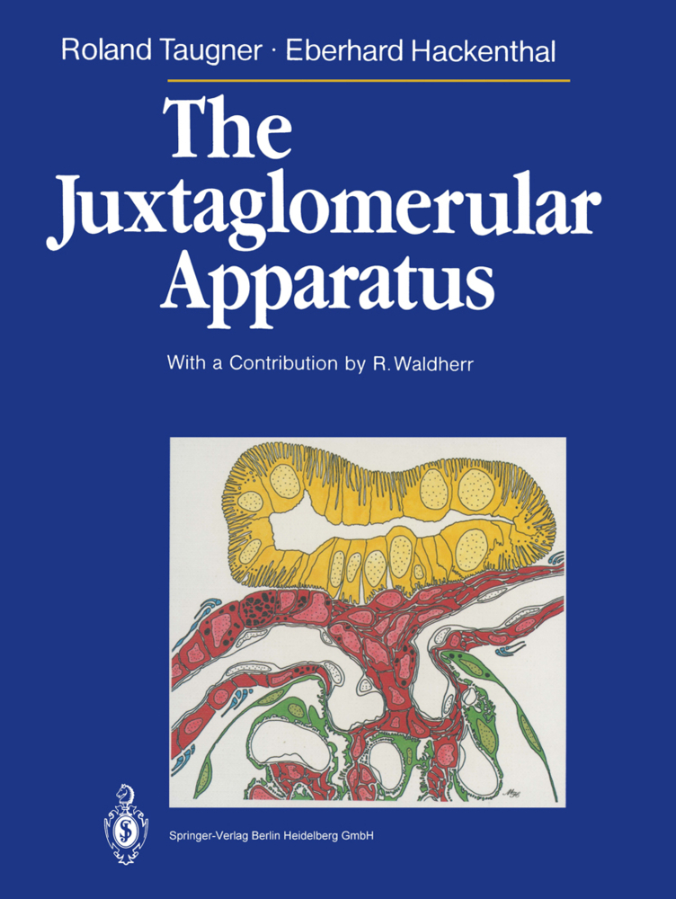 The Juxtaglomerular Apparatus